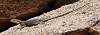 J17_0067 Namib Rock Agama, female